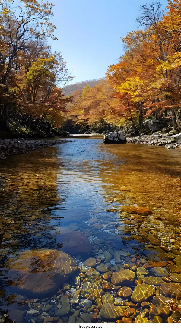 clear water in a forest river in autumn