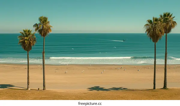 Palm trees on beach with ocean in background
