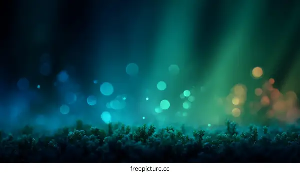 Mysterious Bokeh Forest Floor