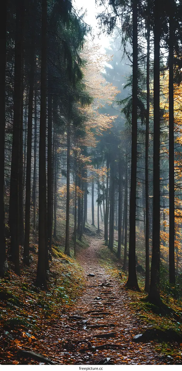 Autumn Forest Path with Fog and Rain