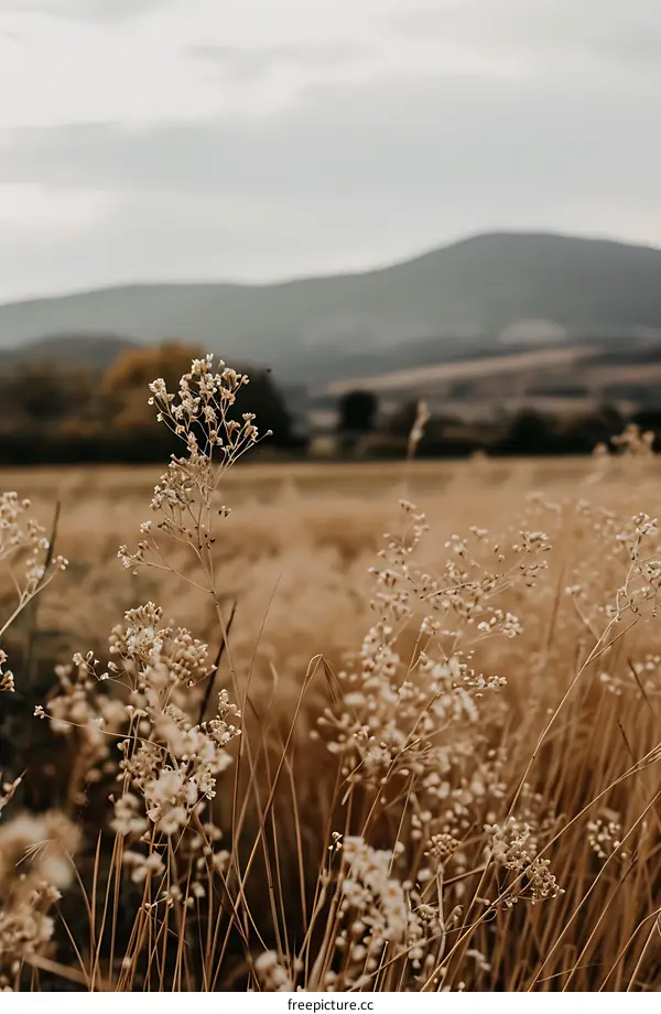 Close Up Of White Flowers In Grass Field