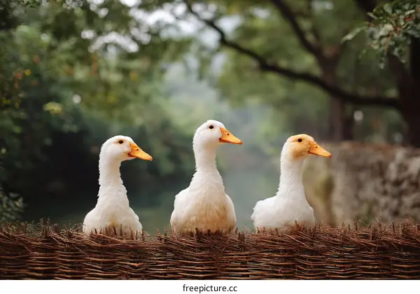 Three White Ducks Resting on a Wicker Fence