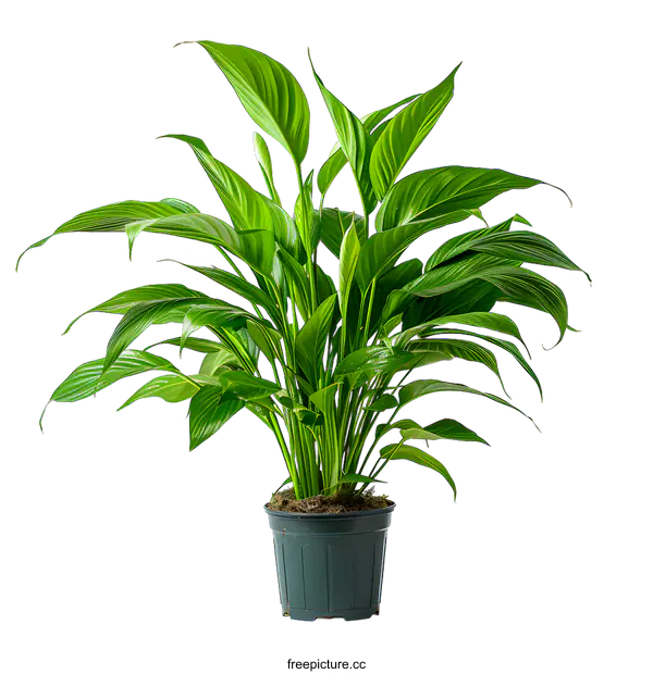 [Transparent Background PNG]Lush Green Peace Lily Plant