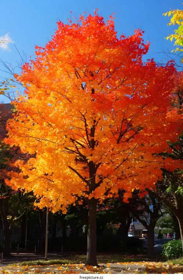 Bright red maple tree in autumn
