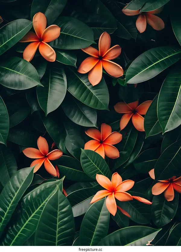 Close Up of Orange Flowers with Green Leaves