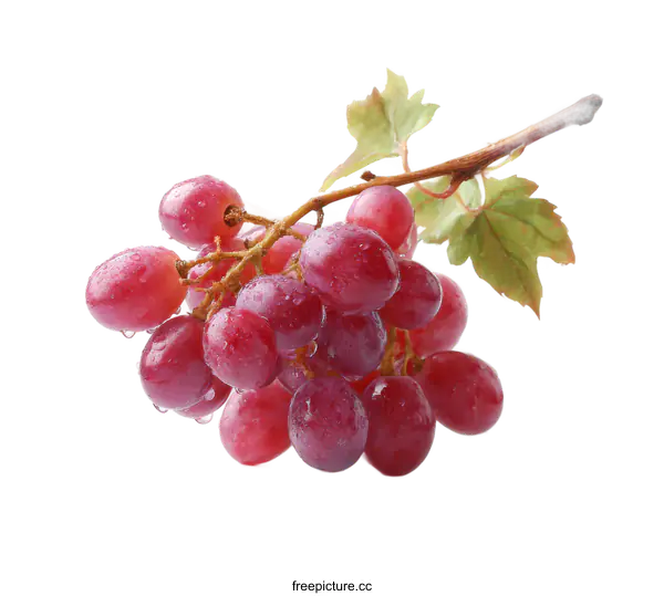 [Transparent Background PNG]Close up Red Grapes with Water Droplets