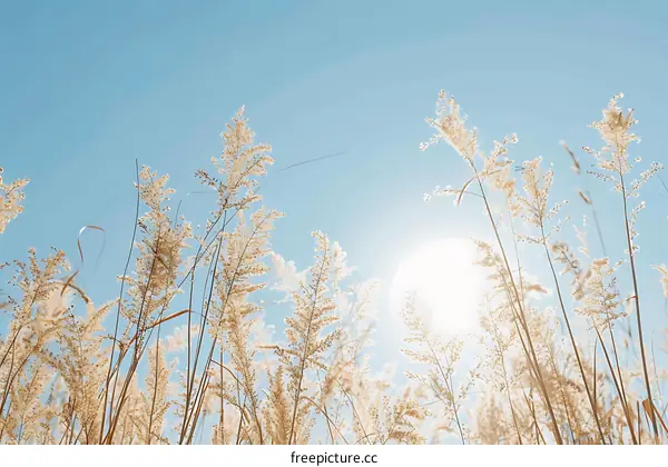 Golden Grass Against Blue Sky