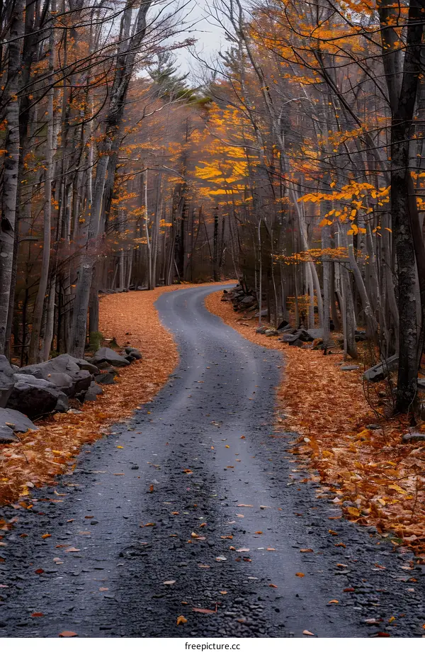 Fall foliage along a winding road