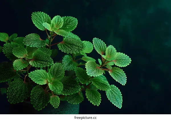 Close-up of a Beautiful Houseplant with Intricate Leaves
