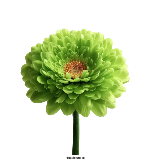 [Transparent Background PNG]Closeup of a Vibrant Lime Green Gerbera