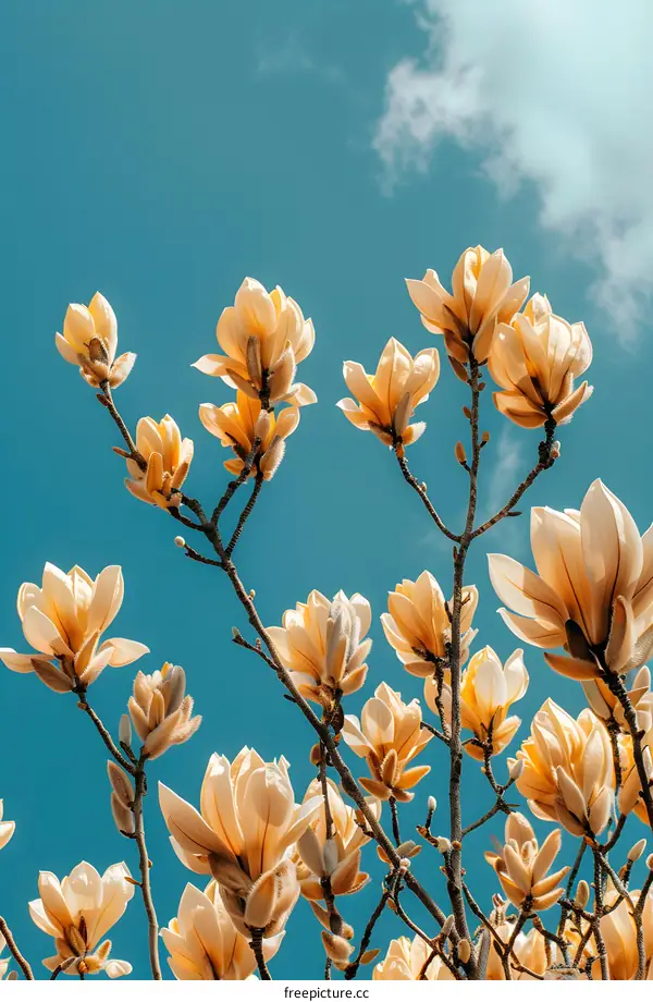 Magnolia Blossom Against Blue Sky