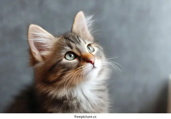Closeup Kitten Portrait Against Gray Wall
