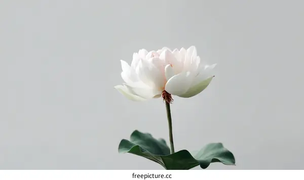 Elegant White Lotus Flower in Minimalist Setting