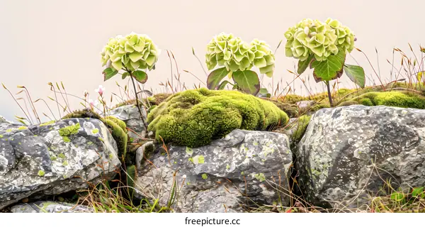 Green Flowers Growing On Stone Wall