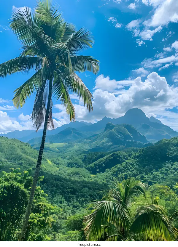 Palm trees with mountains in the background