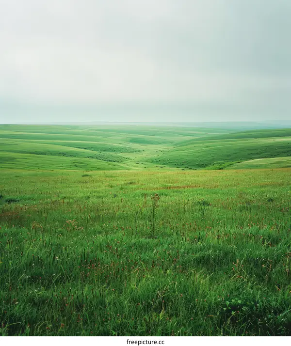 Serene Rolling Hills Under a Grey Sky
