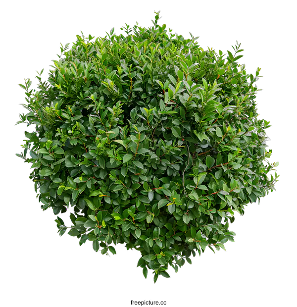 [Transparent Background PNG]Green Bush Isolated on White Background