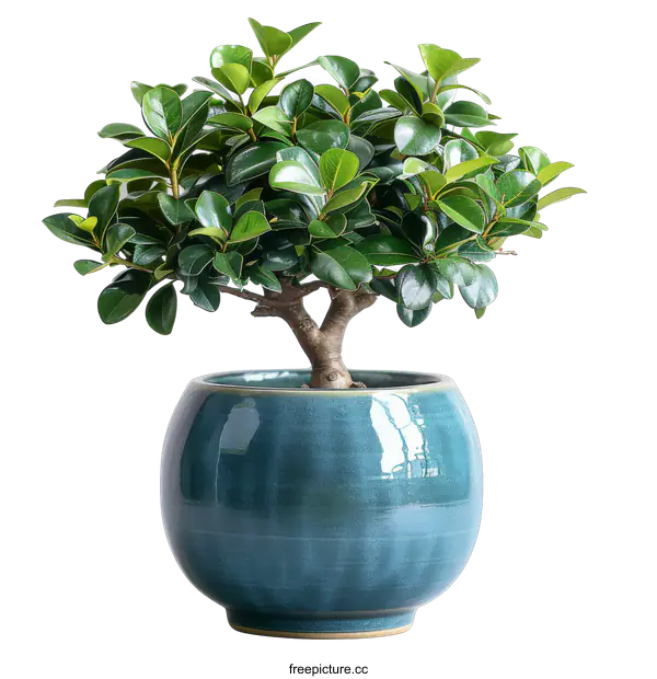 [Transparent Background PNG]Green Bonsai Tree in a Blue Pot