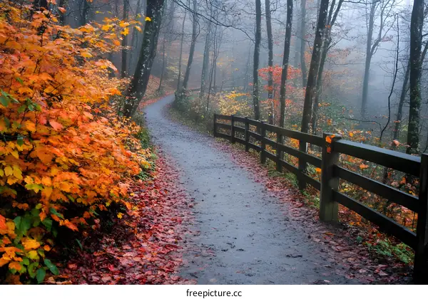 Autumn Path Through the Forest
