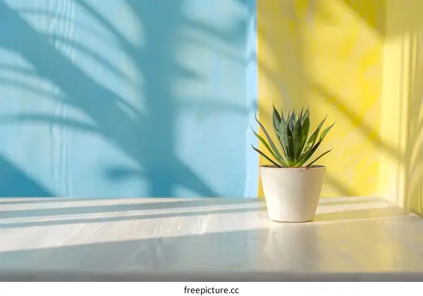 Succulent Plant in White Pot on a White Table With Blue and Yellow Background