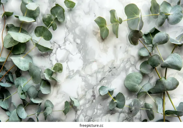 Natural beauty of eucalyptus leaves on marble background