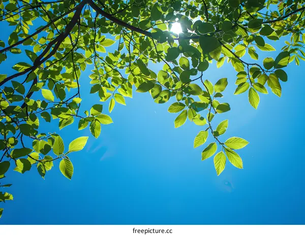 Sunlight shining through the leaves of a tree