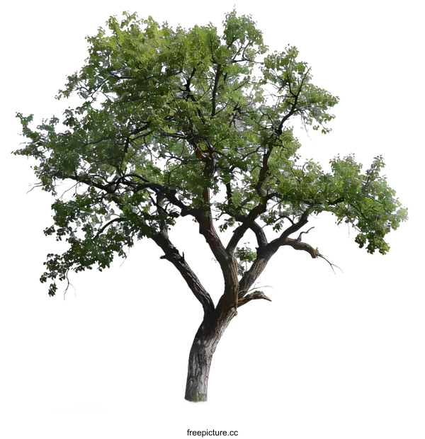 [Transparent Background PNG]Isolated Tree With Green Leaves On White Background