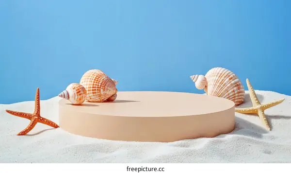 Beach Seashell Display Podium
