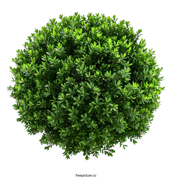[Transparent Background PNG]Green Bush Top View Isolated on White Background