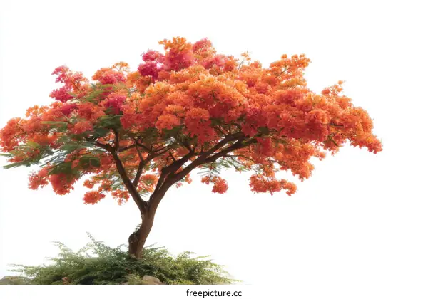 Beautiful Blooming Tree with Vivid Orange Flowers