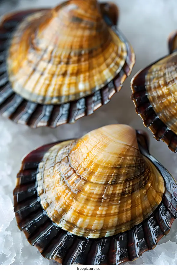 Four raw uncooked scallops on ice