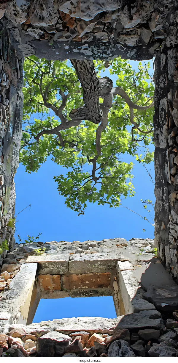 Tree branches hanging over the window
