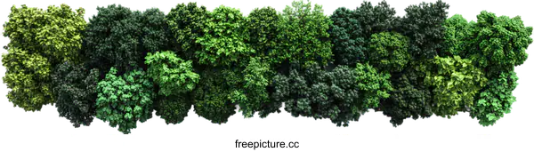 [Transparent Background PNG]Realistic Forest Trees Illustration