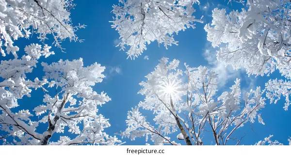 Looking up at the winter wonderland of snow-covered trees