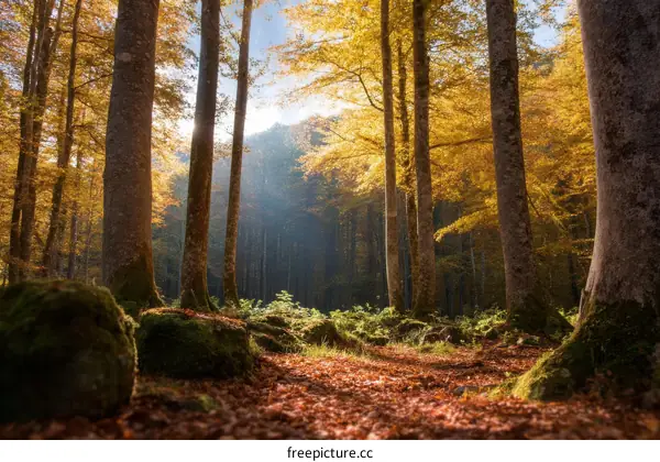 Autumn Forest Sunlight and Golden Trees