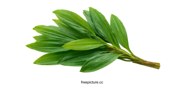 [Transparent Background PNG]Fresh Green Leaves Bunch Isolated on White Background