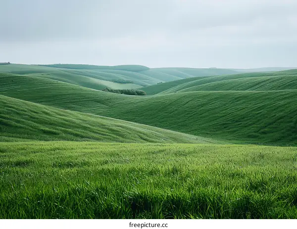 Rolling Green Wheat Field Under Blue Sky