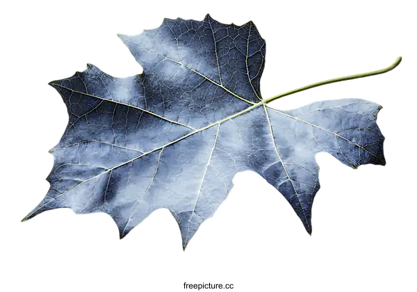 [Transparent Background PNG]Close-up of a Detailed Blue Leaf