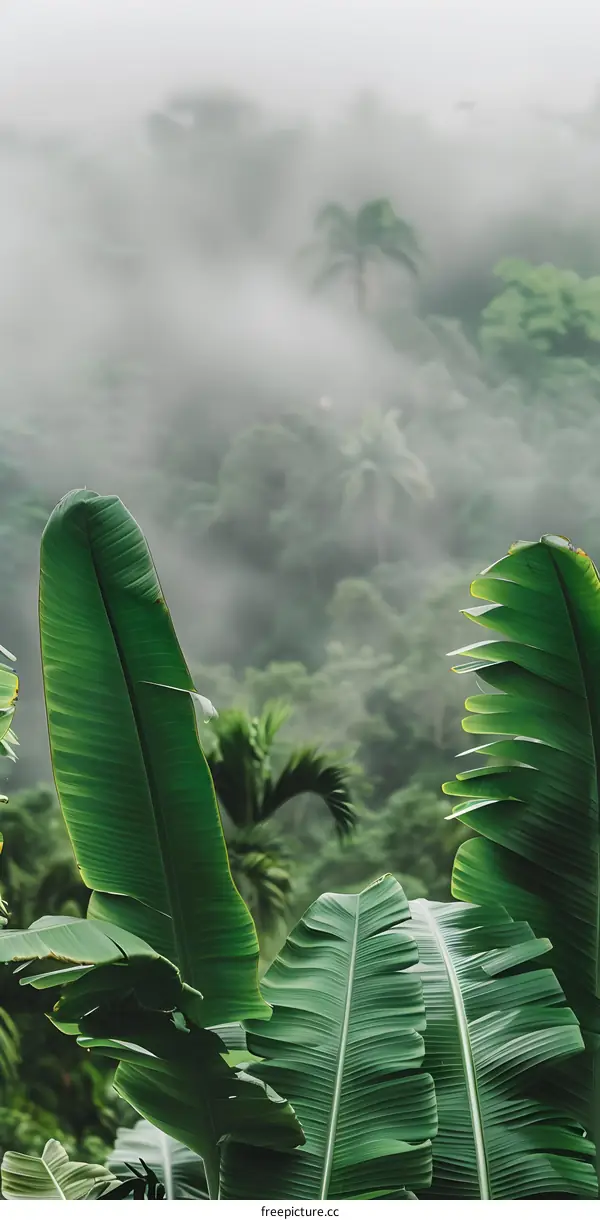 Tropical Rainforest Landscape With Lush Green Banana Leaves And Foggy Background