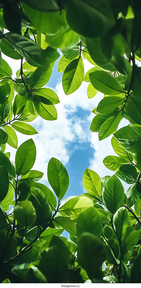 Green Leaves Frame Blue Sky with White Clouds