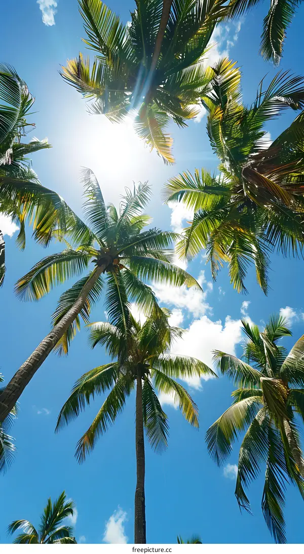 Tropical Palm Trees and Blue Sky