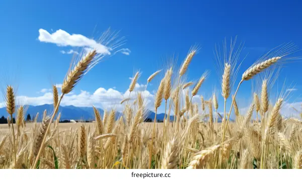 A field of wheat blowing in the wind