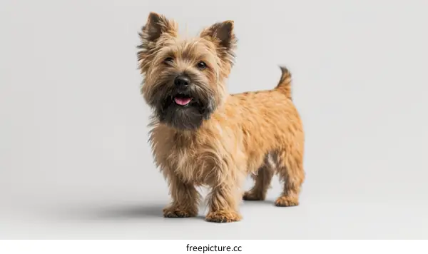 A small Cairn Terrier standing on white background