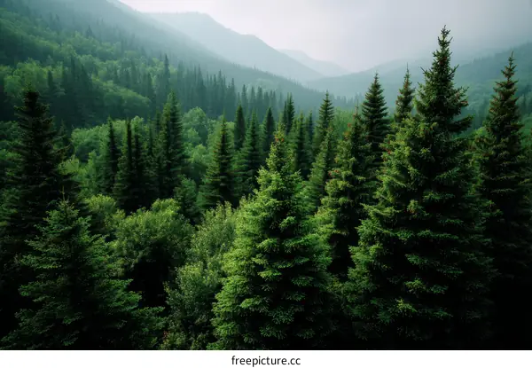 Majestic Pine Forest in a Misty Mountain Valley