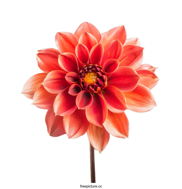 [Transparent Background PNG]Closeup of a Beautiful Red Dahlia Flower on White Background