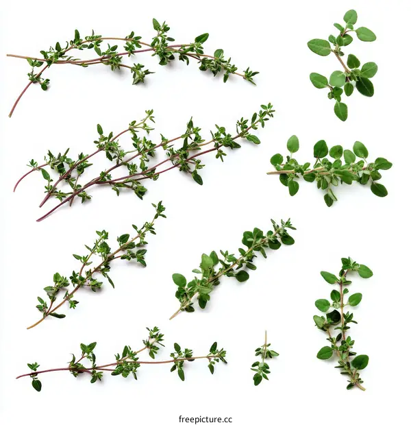 Fresh Thyme Sprigs Flat Lay