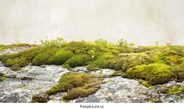 Green Moss On Stone Wall With White Background