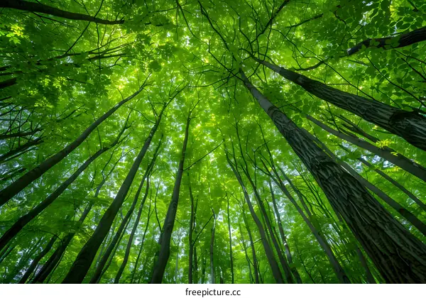 Looking Up at the Green Forest Canopy