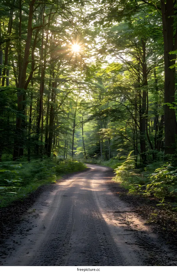 Sunlit Forest Path Through Green Trees