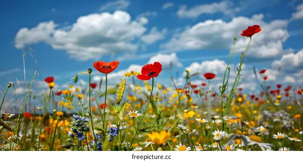 Field of Wildflowers with Blue Sky and Fluffy Clouds